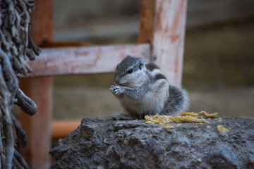 Wall Mural - gray squirrel on date palm tree wildlife animal mammal park outdoors