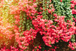 © Anna Reynal/Stocksy - Blooming bougainvillea