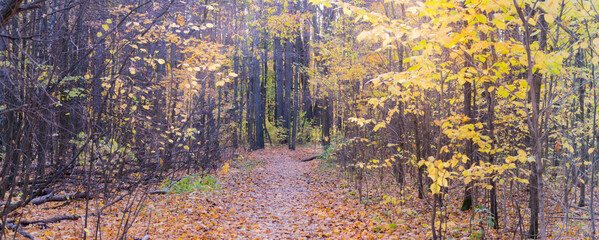 Wall Mural - Panoramic forest autumn landscape with colorful leaves and trees