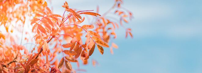Wall Mural - Beautiful panoramic autumn scenery with colorful leaves and bokeh background