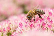 Honey Bee Collecting Pollen On Hylotelephium 'Herbstfreude' (Pink Sedum)