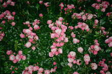 Bush Of Roses