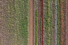 Cultivated Rose Field Drone Shot