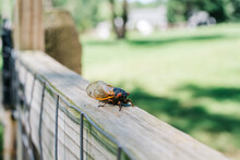 Cicada On A Fence