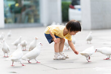 Little Girl Feeding Pigeon In The Park