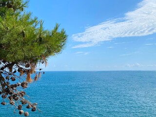 Canvas Print - Pine branch over calm blue sea and clear sky. Calm sea blue water. Dense conifer against tranquil ocean waters. Idyllic summer seascape.