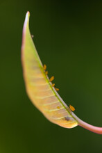 Aphids On Plumeria Leaf