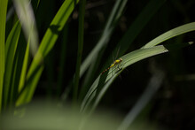 Green Dragonfly On Grass