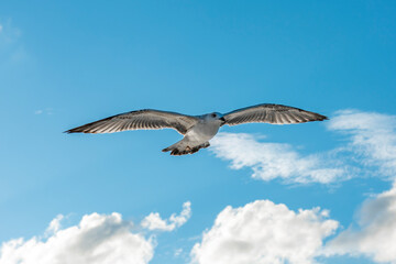 Wall Mural - flying seagull with blue sky background