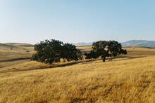 Two Oak Trees In Santa Ynez California Rolling Hills 