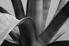 Aloe Vera Cactus Plant Closeup In Black And White