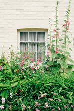 Cottage Window With Hollyhocks
