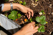 © Alba Vitta/Stocksy - Woman picking up strawberries in urban veggie garden