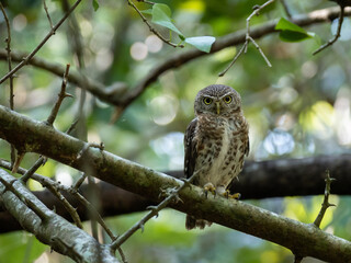 Poster - Asian barred owlet perched on a tree branch