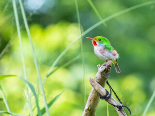 Sticker - Small Cuban tody perched on a branch