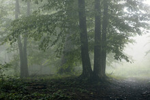 Mysterious Foggy Forest