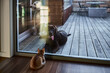 © Rowena Naylor/Stocksy - Small kitten inside looking out to dogs outside