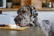 © Danil Nevsky/Stocksy - Spotted dog stealing piece of cheese