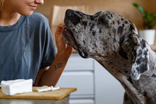 Crop Woman Feeding Dog With Cheese