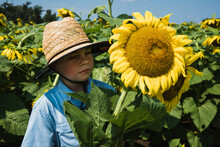 Little Boy Looking At A Large Sunflower.