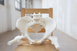 © Lydia Cazorla/Stocksy - Pelvis, human skeleton, female pelvic bone anatomy, hip
