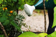 © jamie grill atlas/Stocksy - Close up of Watering Can Pouring onto Vegetable Plants