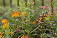 Monarch Butterfly Amongst Asclepias Speciosa Milkweed