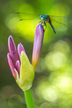 Dragonfly On Agapanthus