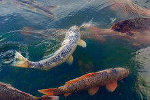 Japanese Koi Fish In Pond