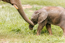 Cute Wild Animals For Kids Free Stock Photo Public Domain Pictures cute-wild-animals-for-kids-free-stock-photo-public-domain-pictures