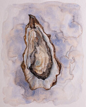 Watercolor Oyster