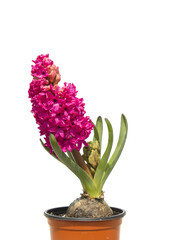 Poster - pink hyacinth flower isolated white background. The first spring flower is blue hyacinth.