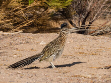 Close Up Shot Of Cute Roadrunner On The Ground
