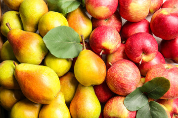 Wall Mural - Ripe pears and apples as background