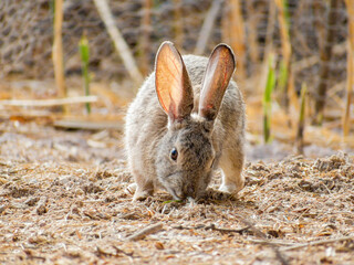 Close up shot of a cute Cottontail rabbit