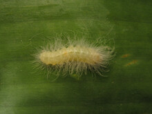 White Caterpillar On Banana Leaf, In The Costa Rica Forest