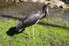 The Abdim's Stork, (Ciconia Abdimii) Also Known As White-bellied Stork, Is A Black Stork With Grey Legs, Red Knees And Feet, Grey Bill And White Underparts.