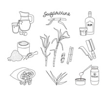 Sugar Cane And Its Products Set. Rum, Juice And Molasses. Vector Illustration Of The Outline