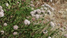 White Blooming Terminal Determinate Cymose Head Inflorescences Of California Buckwheat, Eriogonum Fasciculatum, Polygonaceae, Native In Red Rock Canyon MRCA Park, Santa Monica Mountains, Springtime.