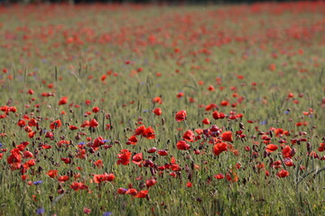 Sticker - field of poppies