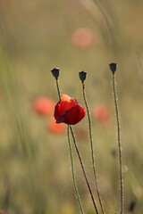 Sticker - poppies in a field