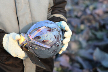 Collecting red cabbage. Head of cabbage in hands. Beyond recognition. Vegetable crops. Agricultural work. Vegetable harvesting season. New harvest of cabbage.Copy space.