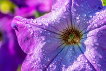 Beautiful Macro Petunia Flower With Morning Dew At Autumn Time