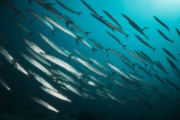 Wall Mural - Schooling fish in deep blue ocean. School of barracuda swimming in blue ocean , plain blue background