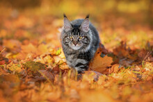 Maine Coon Cat Walking Outdoors In Autumn