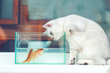 British Shorthair Cat Watching Goldfish In An Aquarium.