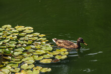 Brown Mallard Duck On A Pond Calm Green Water Surface