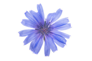 Poster - chicory flower isolated