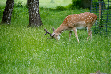 Closeup of a beautiful deer pasturing in the forest