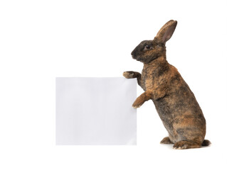 Sticker - brown rabbit stands with a square for writing your inscriptions on a white background